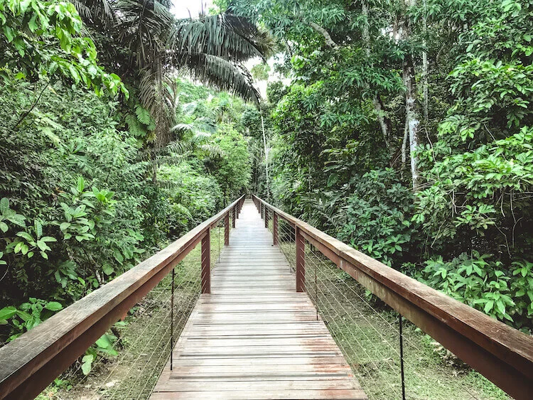 Pathway to the rooms at the Tambopata Research Center