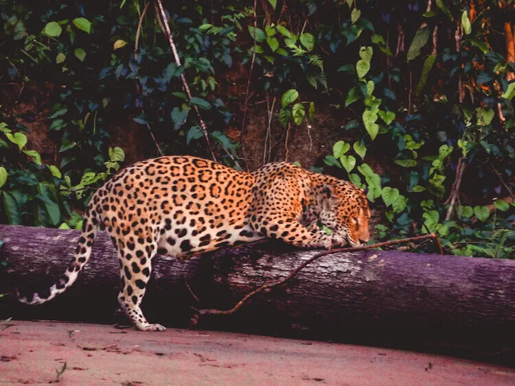 Pregnant jaguar scratching a log in the Amazon in Peru - Tambopata Research Center