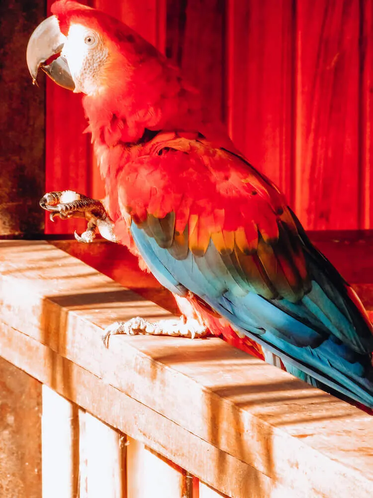 Scarlet macaw dropping in for breakfast at Tambopata Research Center copy