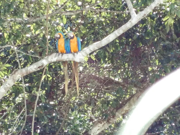 Two blue and yellow macaws in a tree outside of Tambopata Research Center