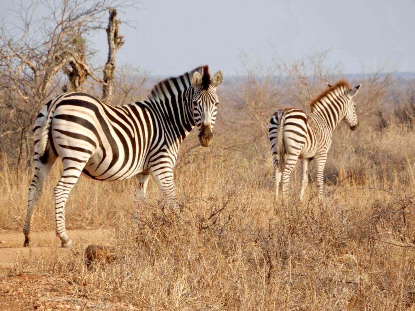 safari honeymoon | South Africa itinerary for 2 weeks