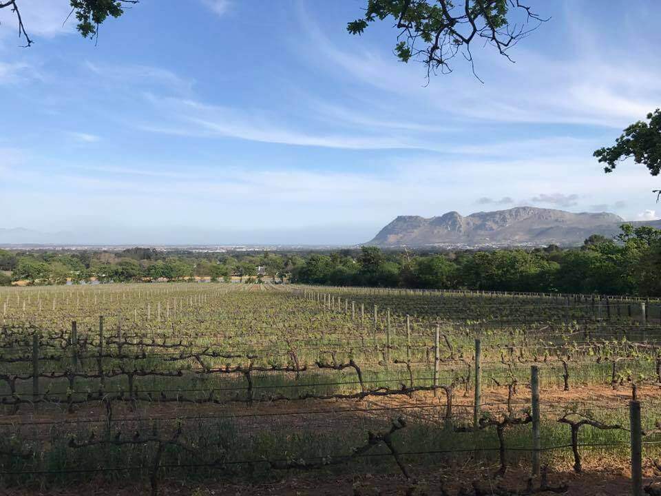 rows of grape vines and the mountains in the background in South Africa