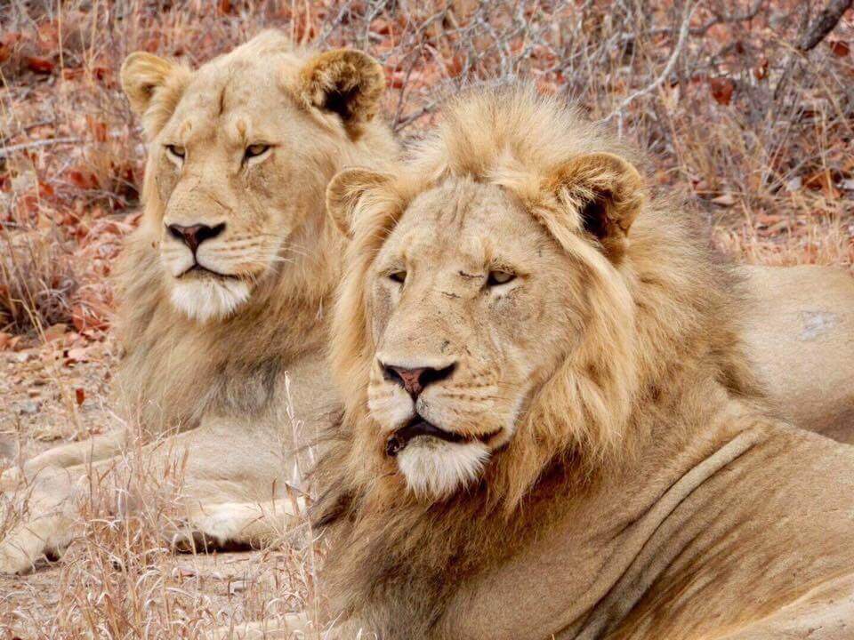 two male lions looking into distance