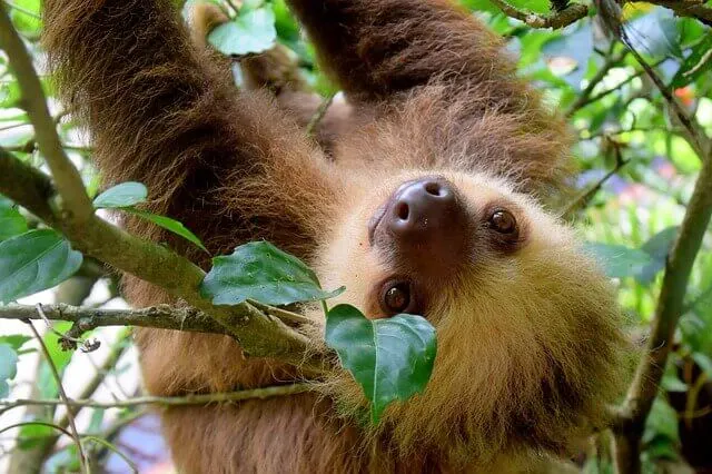 7 ways add adventure to honeymoon costa rica. Sloth in tree.