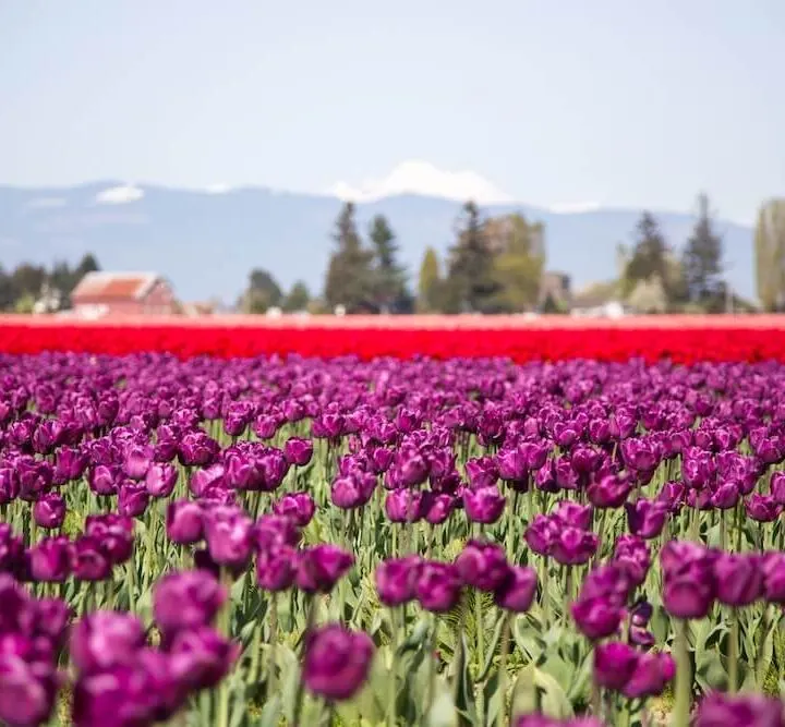 Skagit Valley tulips 25 Destinations to Travel to this Spring