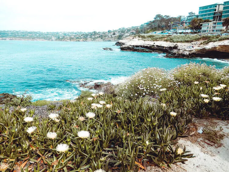 La Jolla Cove plants and coastline
