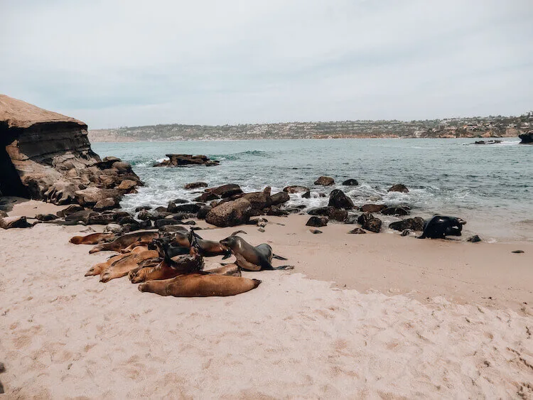 La Jolla Cove sea lions cuddling