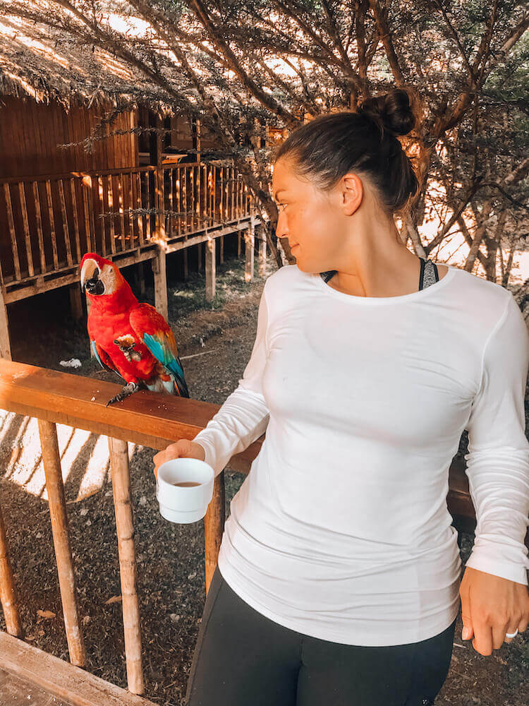 Kat having coffee next to a macaw at the Tambopata Research Lodge - Peru itinerary