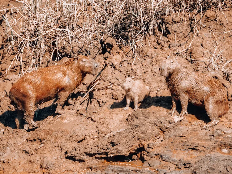 2 adults and a baby capybara along the Tambopata River in the Tambopata National Reserve