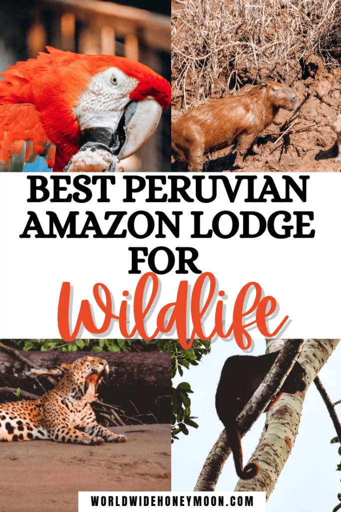 This is hands down the best Amazon lodge in Peru | Amazon Jungle Lodge | Amazon Rainforest Lodge | Peruvian Amazon Rainforest | Peruvian Amazon Plants | Peruvian Amazon Animals Rainforests | Peru Amazon Travel | Tambopata Peru | Tambopata Research Center | Tambopata National Reserve | Tambopata Peru Amazons | Amazon Rainforest Wildlife | Amazon Birds Wildlife Photography | Peru Amazon Travel Guide | South America Travel | Amazon Rainforest Itinerary