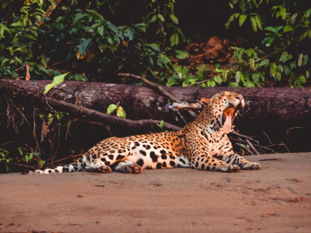 Jaguar yawning along the Tambopata River near the Tambopata Research Center