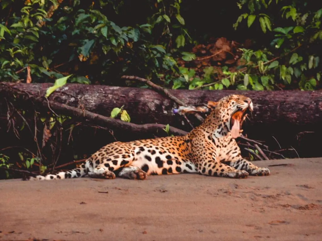 Jaguar yawning along the Tambopata River near the Tambopata Research Center