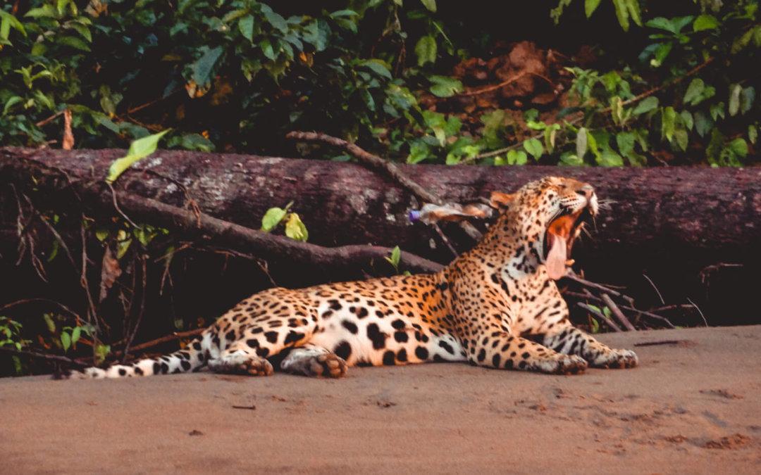 The Best Peru Amazon Lodge: Tambopata Research Center