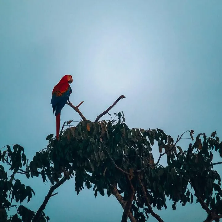 Macaw on a tree branch in the Tambopata National Reserve - First Timer's Guide to the Amazon Rainforest in Peru