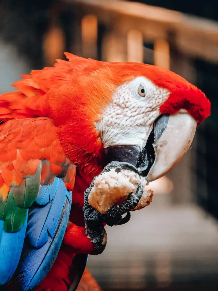 Scarlet macaw eating vanilla cake at Tambopata Research Center