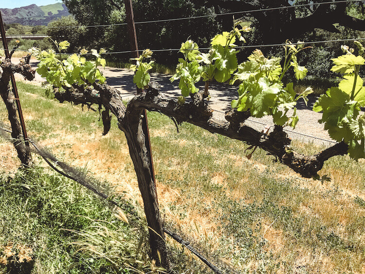 Close up of grape vine in Santa Ynez, California