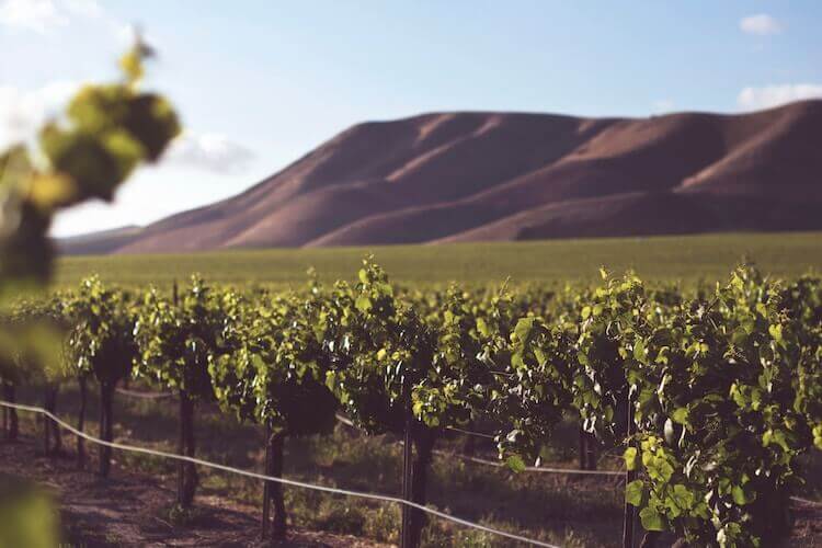 Vineyard in California