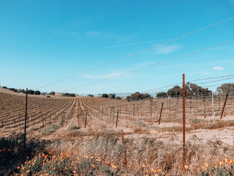 Vineyards in Santa Ynez, California