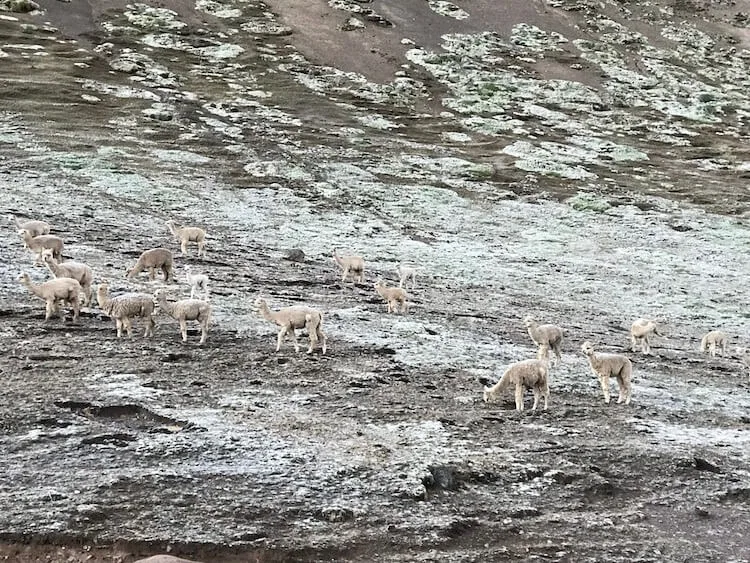 Wild guanaco on the trek to Rainbow Mountain