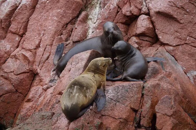 three seals on Balestas islands in Peru