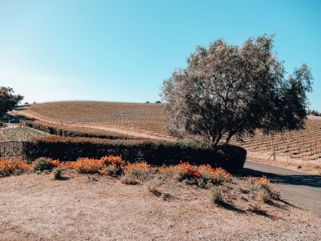 vineyards in the Santa Ynez Valley