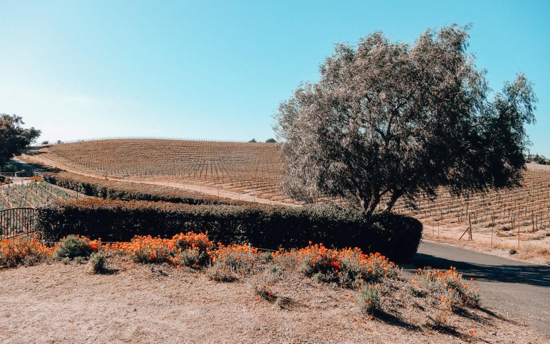 The 10 Best Santa Ynez Wineries and Solvang Wine Tastings (Plus a Santa Ynez Wineries Map!)