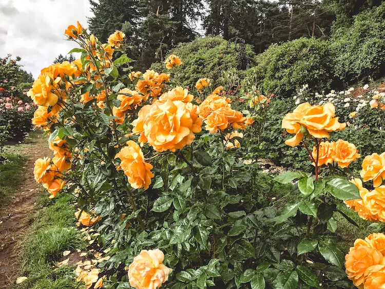 3 day portland itinerary including the rose garden in Washington Park