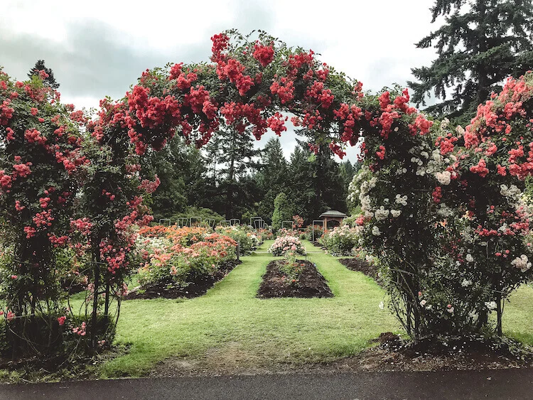 International Rose Test Garden in Portland, Oregon