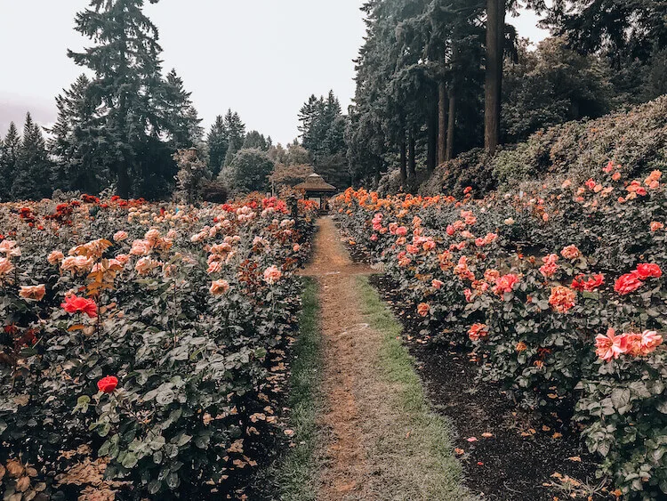 International Test Rose Garden in Portland