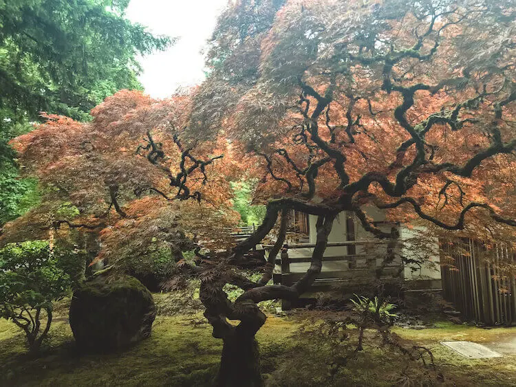 Japanese maple tree at the Portland Japanese Garden