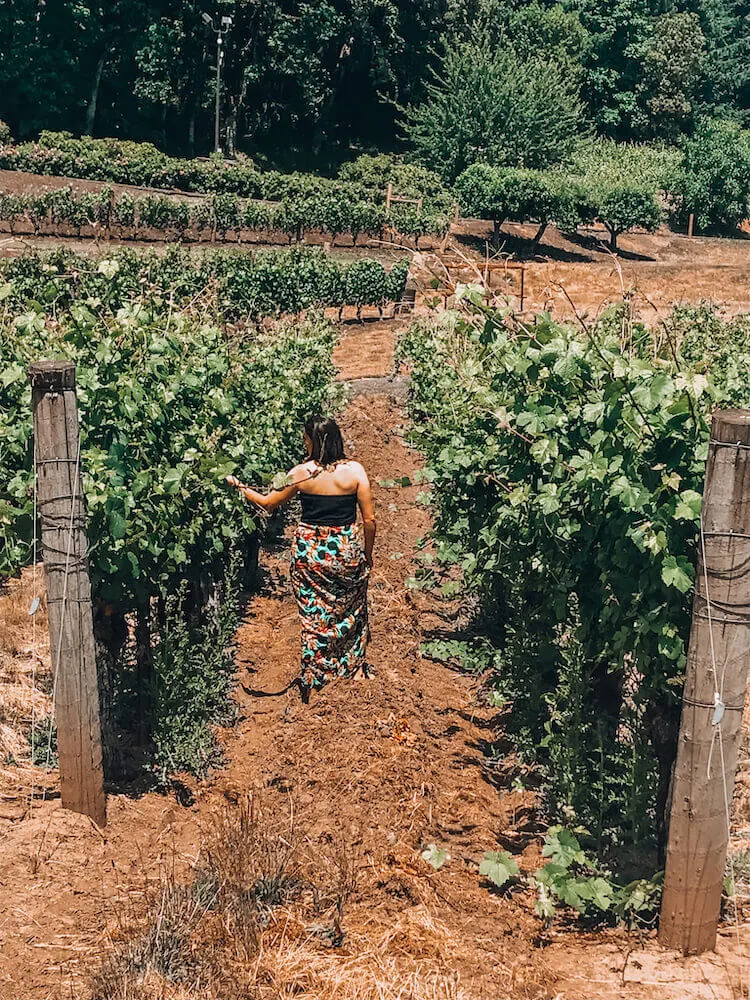 Kat wandering around Elk Cove Vineyards in Willamette Valley, Oregon