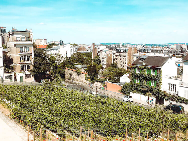 Montmartre Vineyards in Paris, France