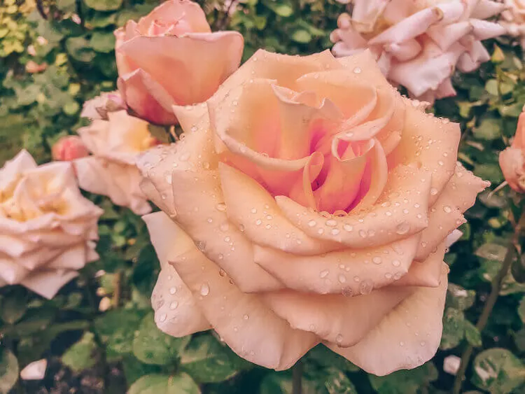 Roses with rainwater on it at the International Rose Test Garden in Portland