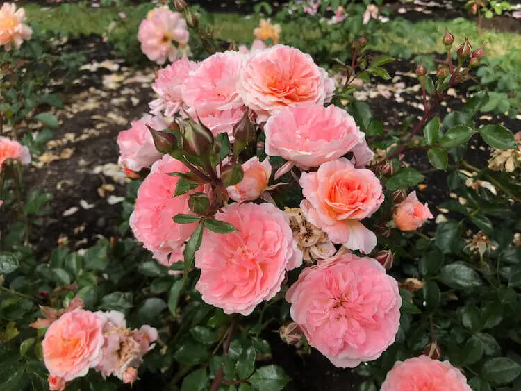 pink roses at the Intnerational Rose Test Garden in Portland Oregon-3 day Portland itinerary