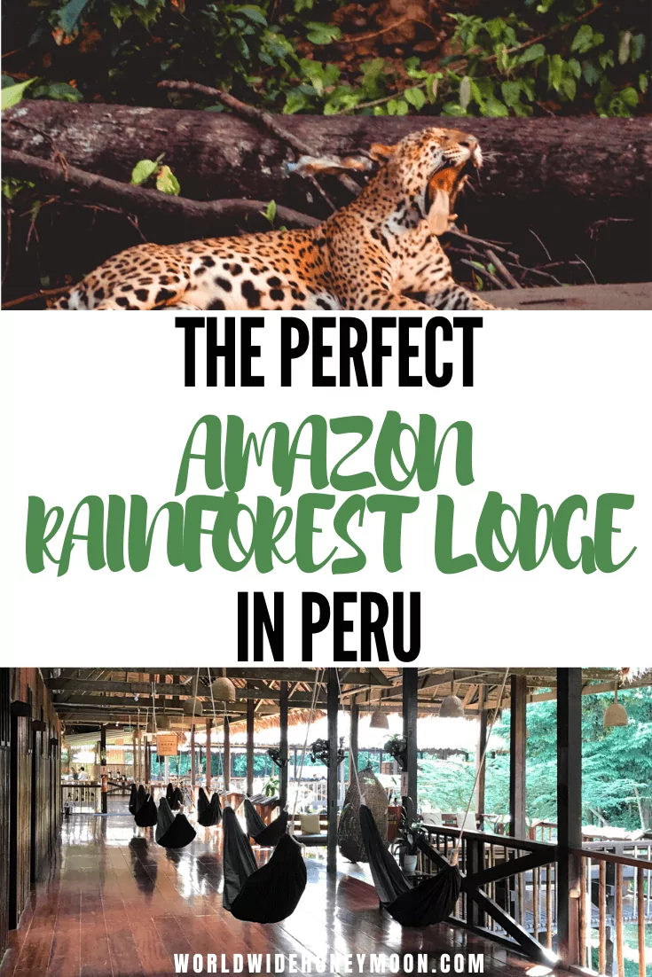 Peru Amazon Rainforest | Amazon Rainforest Animals | Amazon Rainforest Photography | Amazon Rainforest Travel | Peruvian Amazon Rainforest | Amazon Itinerary | Tambopata Peru | Tambopata Research Center | Tambopata National Reserve | Tambopata Peru Lodges | Tambopata Amazon Rainforest #peruvianamazon #amazonrainforest #tambopataresearchcenter #perutravel