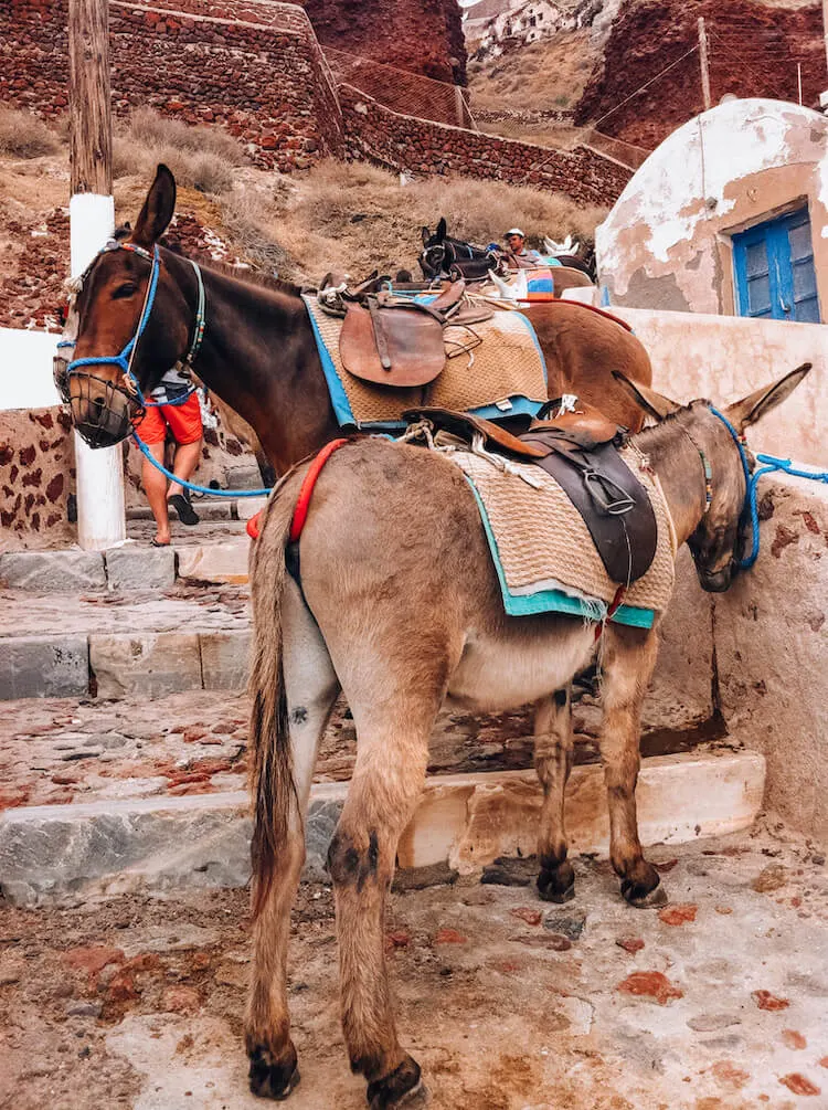 Donkeys on the steps in Santorini Greece