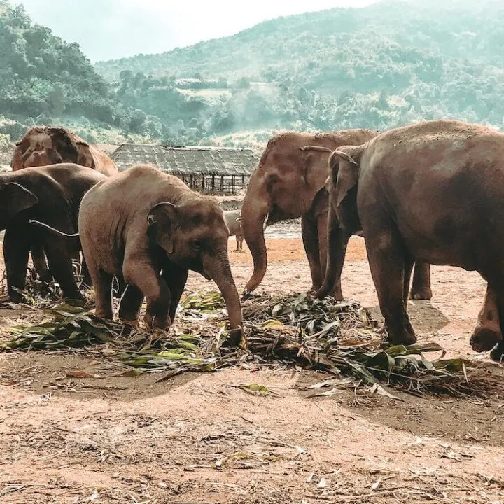 Elephant Nature Park- Best Day Trips from Chiang Mai