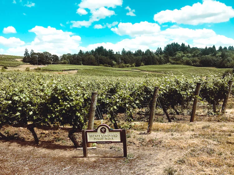 Elk Cove Vineyards in the Willamette Valley