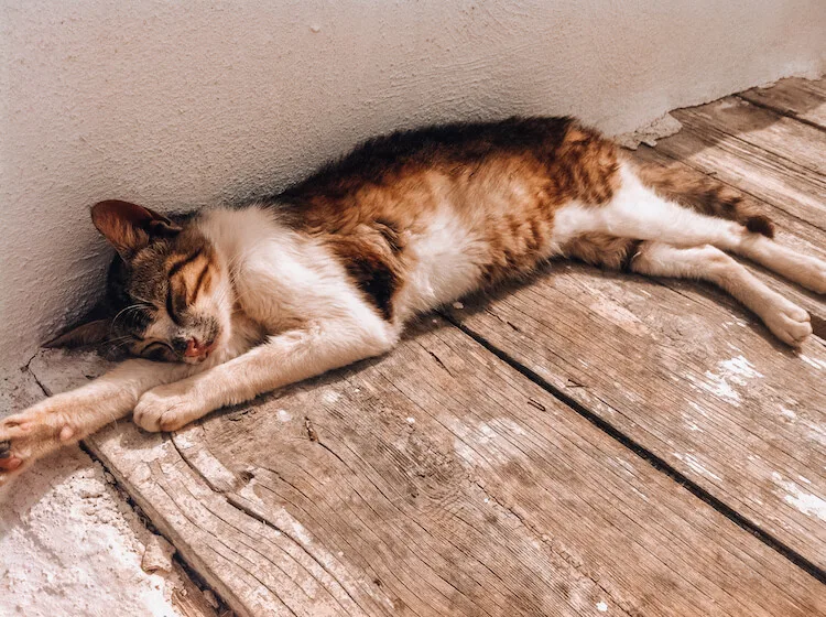 Kitty sleeping in Santorini, Greece