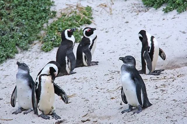 Boulders Beach, Cape Town, South Africa