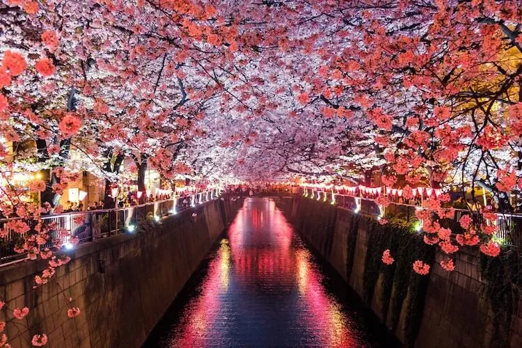 Cherry blossoms over a canal in Japan