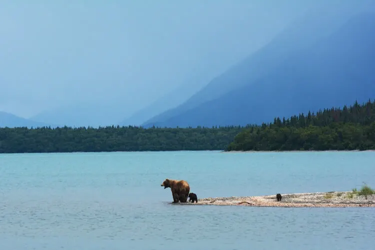 Denali National Park with grizzly bears- where to travel in 2020