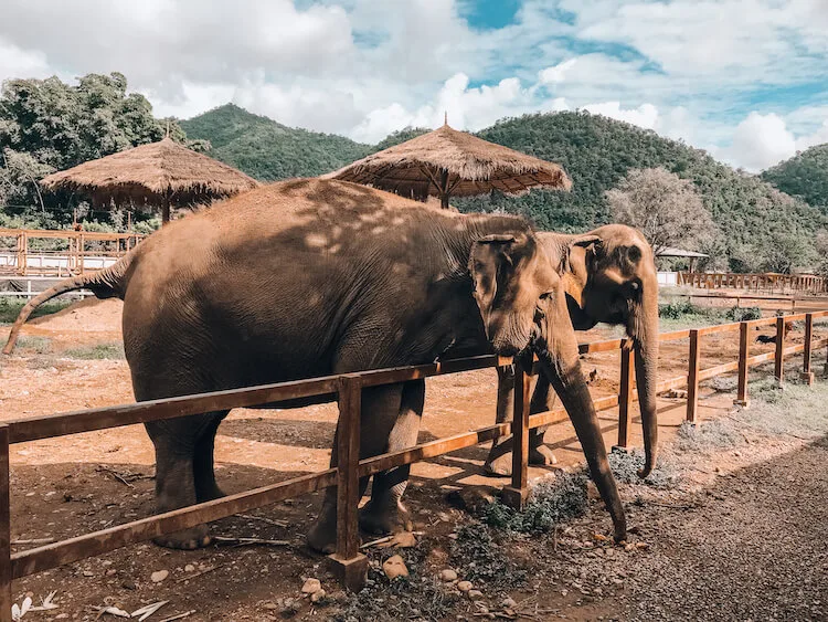 Elephant Nature Park during 10 days in Thailand