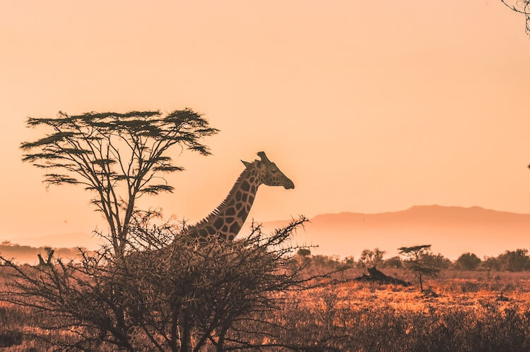 Giraffe at dusk in Kenya