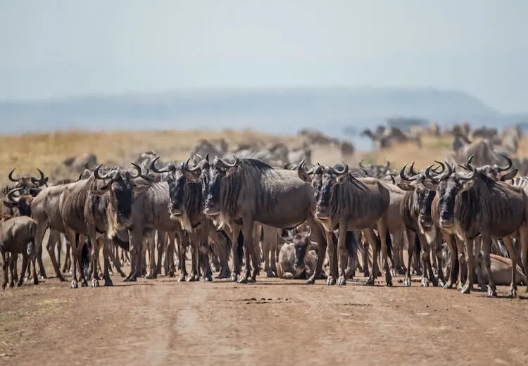 Great Migration in Kenya