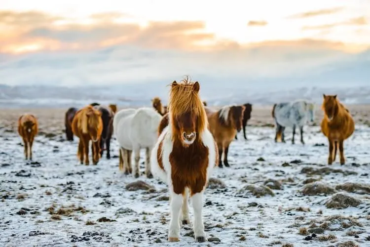 Ponies in Iceland