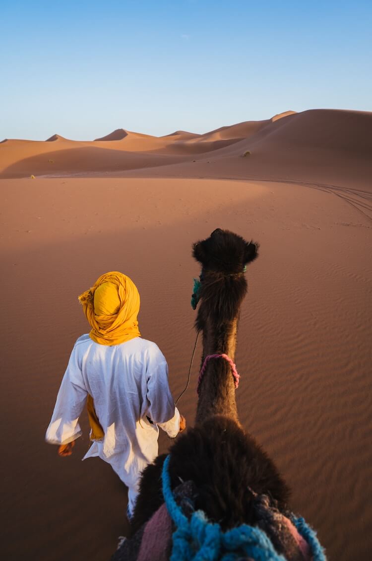 Sahara desert with a camel