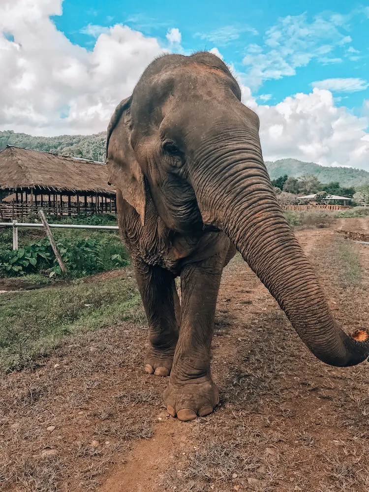 Sai Tong at Elephant Nature Park