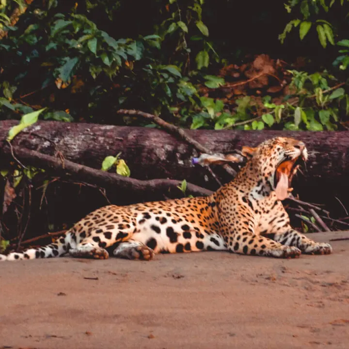 Seeing a jaguar in Peru