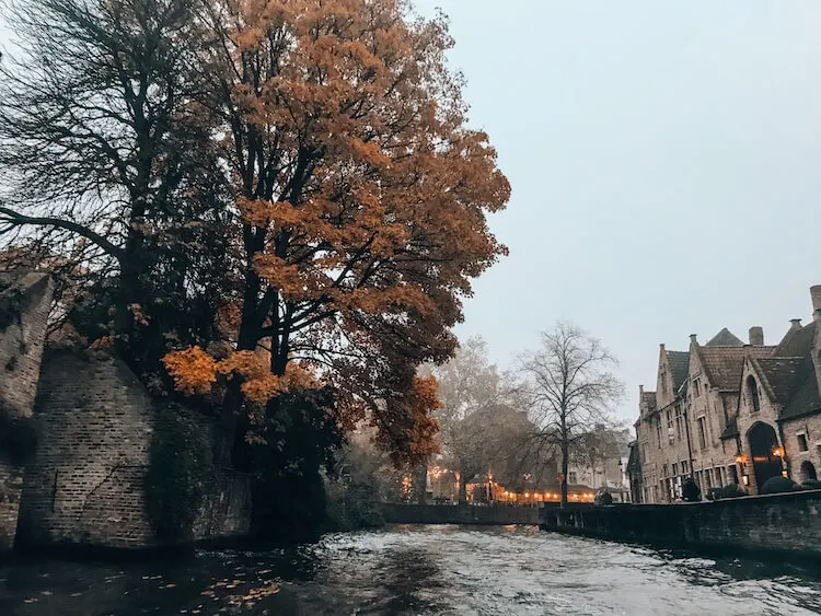 Tree with orange leaves drapped over a canal in Bruges